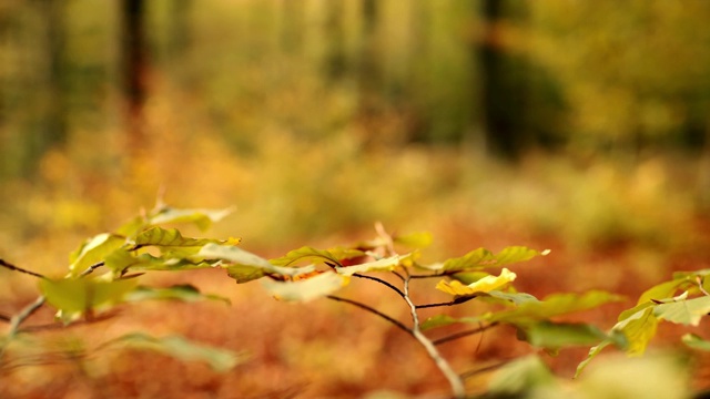 CU超慢镜头金秋落叶落在森林的枝头视频素材
