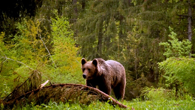 棕熊在森林里散步。朝向摄像机/罗马尼亚喀尔巴阡山脉视频下载