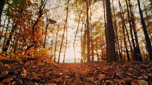 MS超级慢动作时间经纱效果金色秋叶飘落在宁静的森林里视频下载