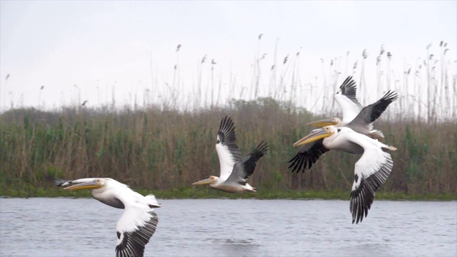 大白鹈鹕群在飞行，慢镜头/多瑙河三角洲视频下载