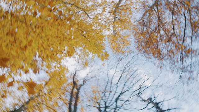 MS纺纱的观点，金黄色的秋天树木在森林视频下载