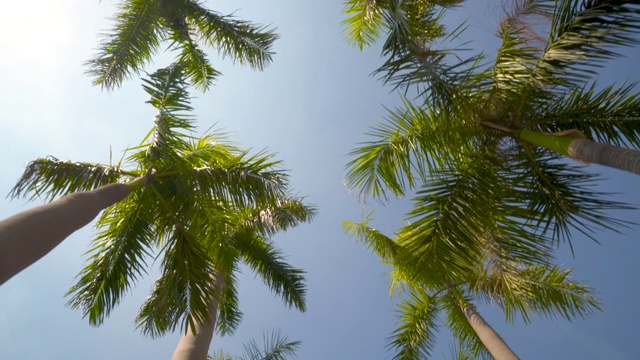 观赏棕榈树在阳光明媚的蓝天下经过热带度假视频素材