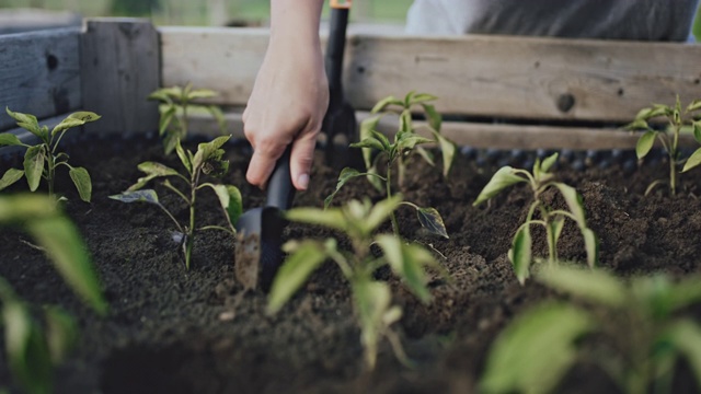 古妇园艺，种植辣椒蔬菜植物在花园土壤的苗床上视频下载