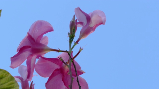 淡蓝色天空下的4K立方的粉色曼德拉花视频下载