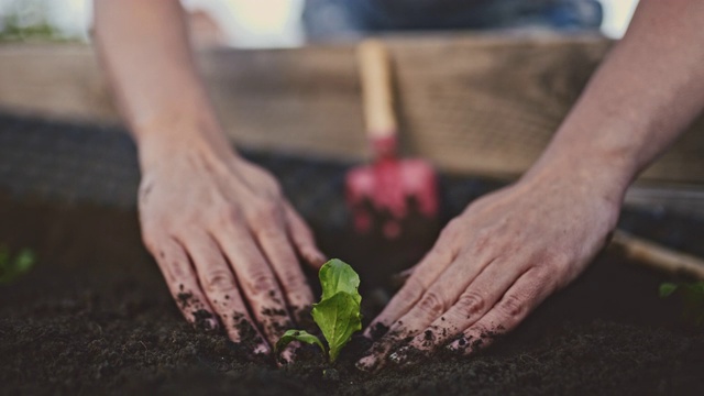 妇女园艺，种植沙拉绿色幼苗在花园的土壤视频下载