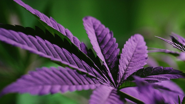室内紫光下大麻叶子的特写镜头(大麻)视频素材