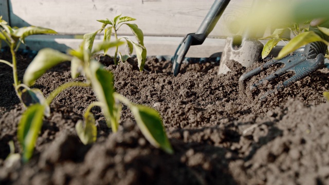 CU超级慢动作花园中耕机在阳光花园的树苗之间耙土视频素材