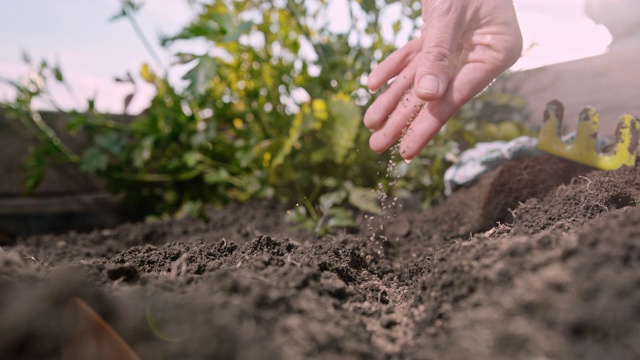 CU超慢动作手洒植物种子在花园土壤视频素材