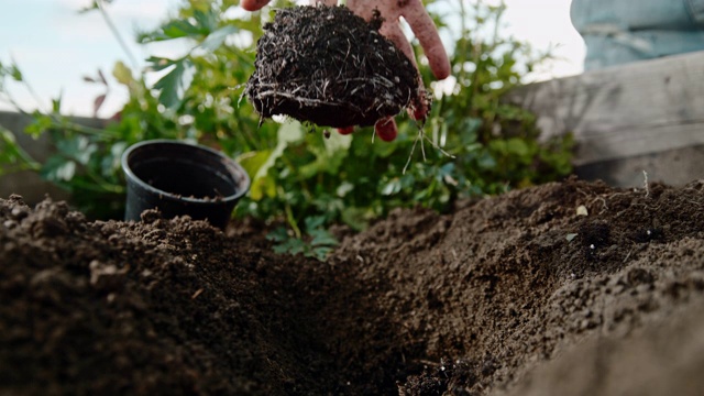 CU超慢速手投植物幼苗到花园土壤视频素材
