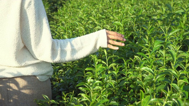 4k后视图年轻的亚洲妇女的身体行走在茶园的农田在夏天。在清新的早晨，女人用手抚摸着茶树的叶子。自然与环境理念。视频素材