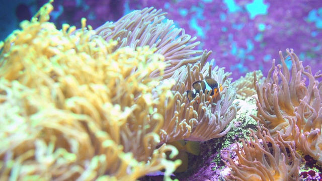 海葵中一种小丑鱼视频素材