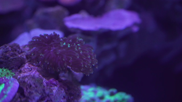 长触手海葵视频素材