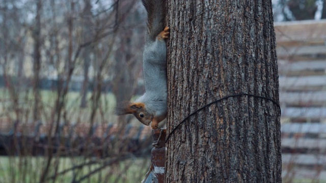 森林里的一只松鼠从手掌上抓了颗松子，倒着吃视频素材