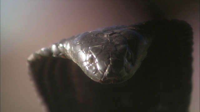一条有喇叭罩的眼镜蛇看着摄像机。视频素材