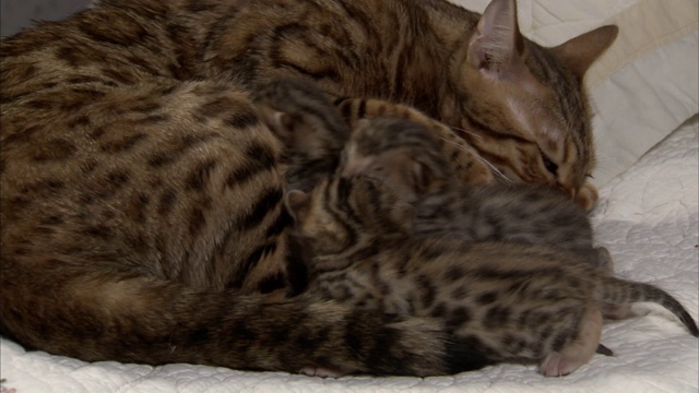 一只母猫在照顾她的小猫，另一只小猫在旁边睡觉。视频下载