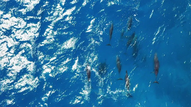 一群海豚在印度洋游泳视频素材