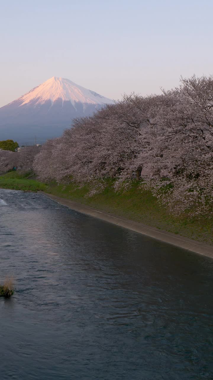 富士山上的樱花沿河盛开视频下载