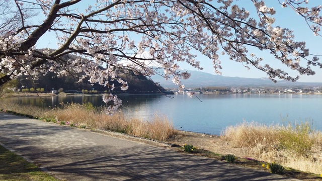 在湖边的樱花下走向富士山视频素材