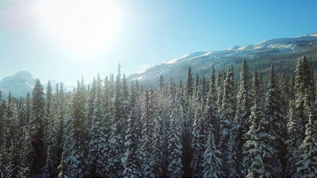 空中冬雪松树视频素材