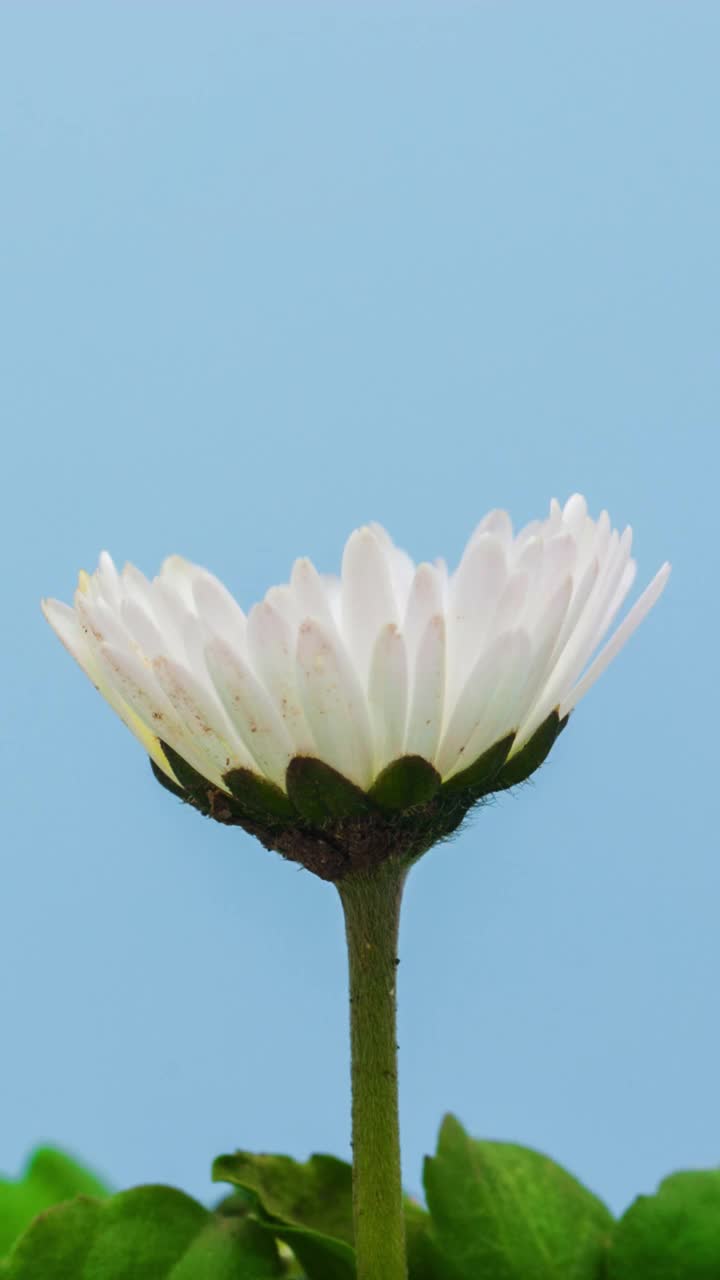 一个白色草地花生长和盛开在蓝色背景上的4k时间间隔。白花盛开在时间流逝垂直4k电影。视频素材