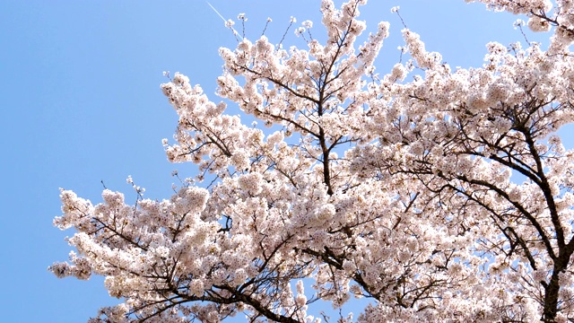 春天的樱花在蓝天上盛开视频素材