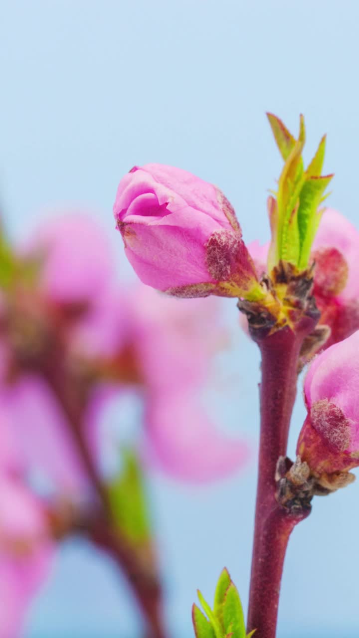 桃花盛开在一个垂直格式时间流逝4k视频。桃树在春天开花的录像。9:16垂直格式适合手机和社交媒体。视频购买