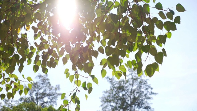 菩提树叶在风和阳光的两张照片。视频购买