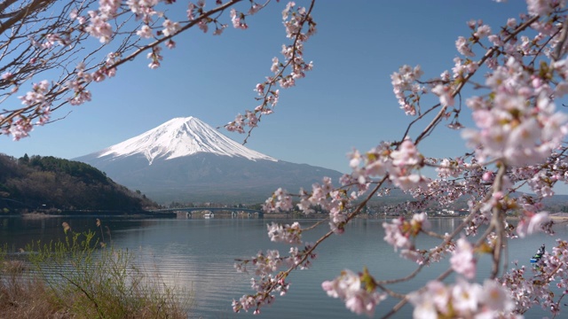 富士山上的川口湖和樱花(聚焦架)视频下载