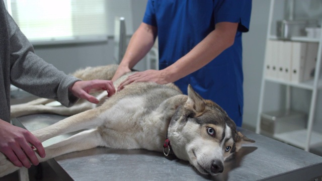 哈士奇躺在手术台上，兽医正在摸它的身体视频素材
