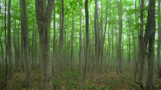 新鲜的绿色山毛榉林|缩小视频素材