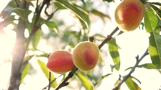 成熟甜美的桃树果实长在桃树的树枝上，阳光照耀着果园。视频素材