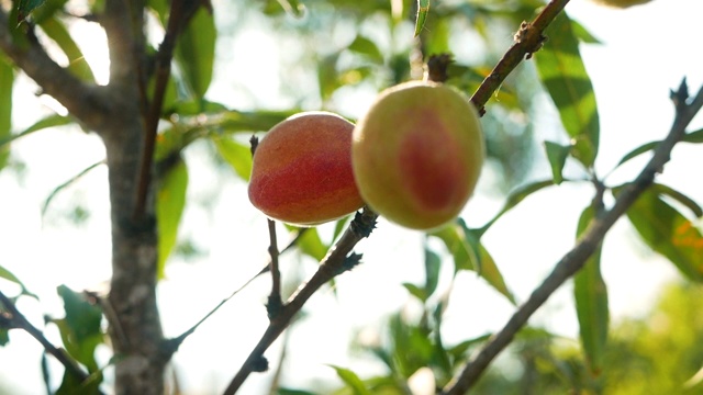成熟甜美的桃树果实长在桃树的树枝上，阳光照耀着果园。视频素材
