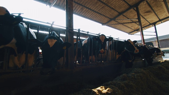 慢镜头的生态奶牛用于生物奶制品工业，在阳光照耀下，在农场的牛棚里吃干草视频素材