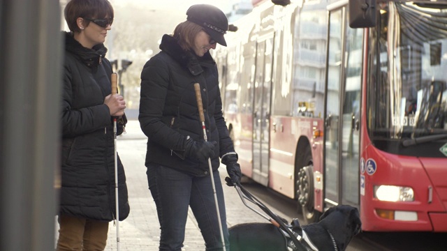 手持拍摄导盲犬带领视障妇女走向城市公交车视频下载
