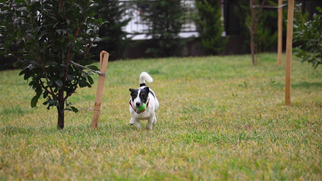 美丽活泼的杰克罗素梗犬在镜头前奔跑视频下载