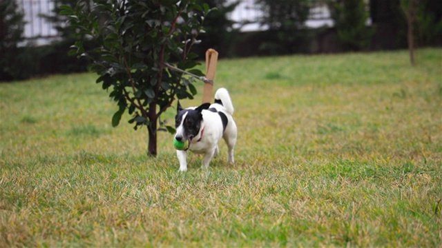 美丽活泼的杰克罗素梗犬在镜头前奔跑视频下载
