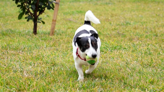 美丽活泼的杰克罗素梗犬在镜头前奔跑视频素材