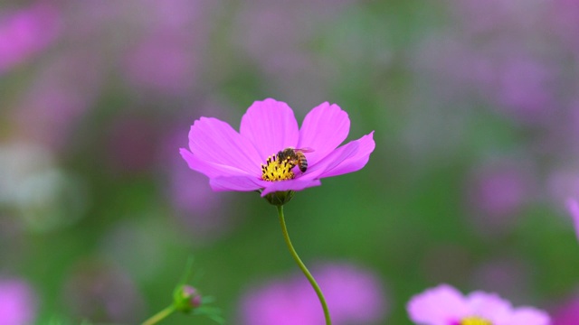 蜜蜂在花朵视频下载