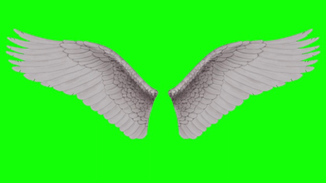 天使的翅膀。α层包括在内。毛圈。视频下载