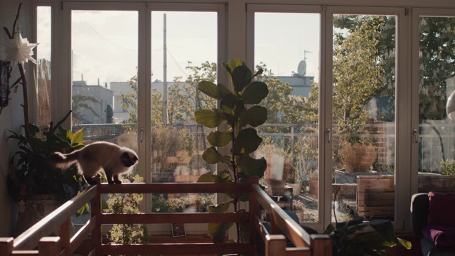 一只猫在柏林阁楼和屋顶花园的栏杆上保持平衡视频素材