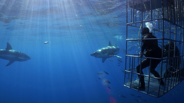 一对潜水员在观看从鲨鱼笼子里出来的两只大白鲨视频下载