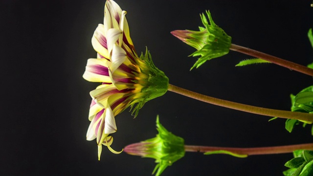 太阳花-太阳花- Gazania盛开在一个时间流逝4K视频上的黑色背景。垂直时间推移比例在9:16手机和社交媒体就绪。蔷薇是菊科开花植物的一个属，原产于非洲南部。视频下载