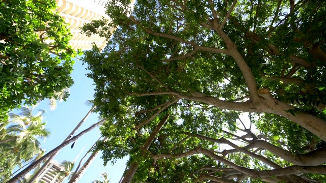 在棕榈树下旋转，慢镜头180fps视频素材