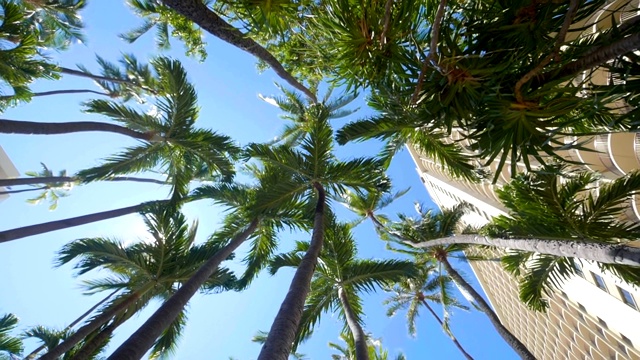 在棕榈树下旋转，慢镜头180fps视频素材