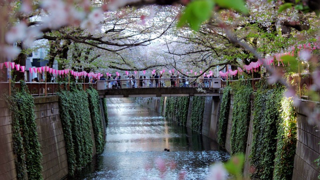 樱花在日本东京目黑河落下，慢镜头视频素材