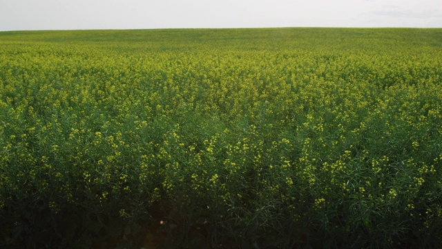 慢镜头拍摄的油菜(油菜籽)植物轻轻摆动在一个部分多云的天在亚伯达，加拿大的农田视频素材