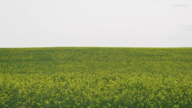 慢镜头拍摄的油菜(油菜籽)植物轻轻摆动在一个部分多云的天在亚伯达，加拿大的农田视频下载