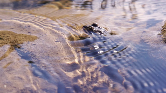 慢动作拍摄的哥伦比亚斑点蛙坐在肖肖尼河外的科迪，怀俄明州在一个阳光明媚的日子视频下载
