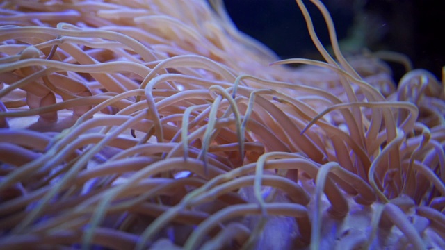 在鱼缸里摇摆的海葵视频素材