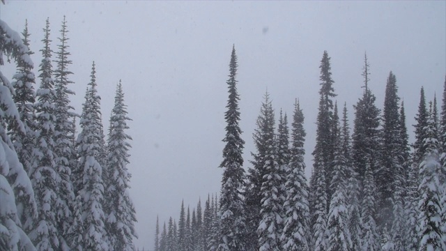山上下雪了。视频下载